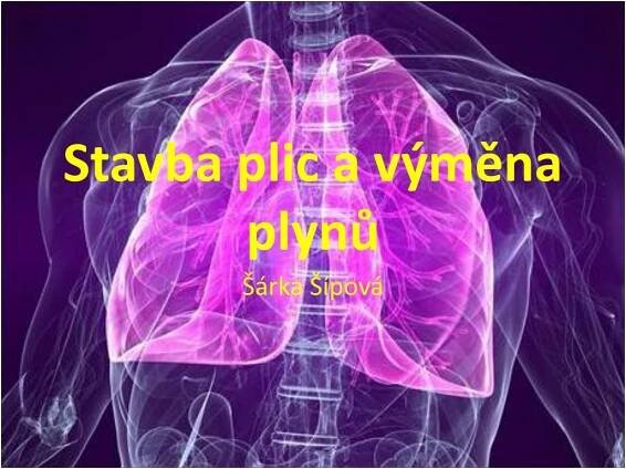 PPT - Stavba plic a výměna plynů PowerPoint Presentation, free download - ID:2118727