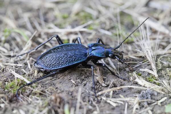 Carabus intricatus intricatus