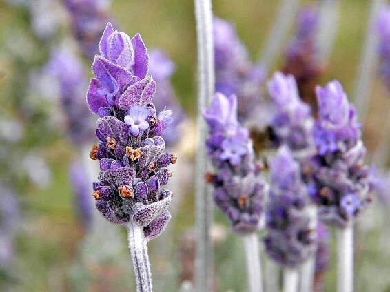 How to Grow Lavender Indoors: A Complete Guide to Beautiful Blooms