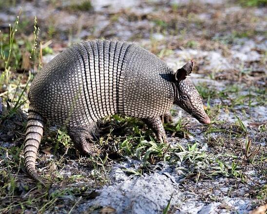 Armadillo zvíře zblízka-up profil pohled na poli těší jeho okolí a prostředí a zároveň odhaluje jeho tělo, hlavu, oči, uši, ocas — Stock obrázek