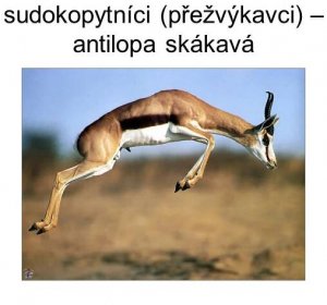 sudokopytníci (přežvýkavci) – antilopa skákavá