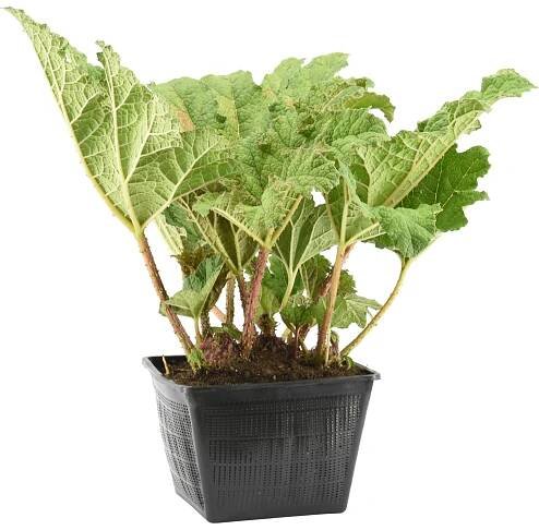 OBI Barota rukávovitá průměr květináče cca 28 cm Gunnera manicata