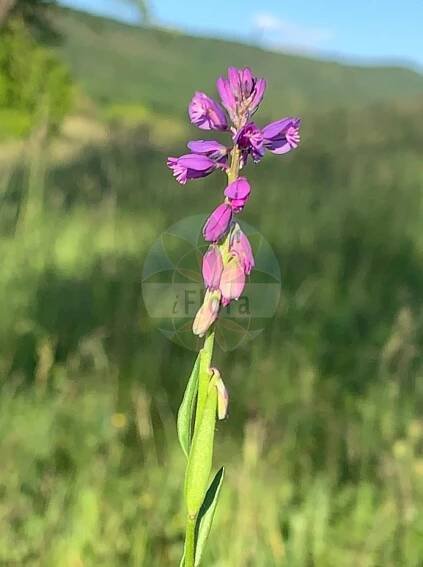 Polygala vulgaris - Polygalaceae,Plantae,Pteridobiotina,Angiosperms,Fabales,Polygalaceae,Polygala,Polygala vulgaris,Polygala angustifolia, Polygala aquitanica, Polygala babingtonii, Polygala ballii, Polygala basaltica, Polygala caespitosa, Polygala coerulea, Polygala dubia, Polygala insubrica, Polygala involutiflora, Polygala lensei, Polygala michaletii, Polygala moriana, Polygala oberthueri, Polygala oxyptera, Polygala reticulata, Polygala spuria, Polygala stojanovii, Polygala transsilvanica, Polygala vaillantii, Polygala verviana, Polygala vulgaris subsp. oxyptera,Gewöhnliches Kreuzblümchen;Spitzflügliges Kreuzblümchen;Armblütige Kreuzblume;Gewöhnliche Kreuzblume;Schönflügelige Kreuzblume;Spitzflügelige Kreuzblume;Gewöhnliche Wiesen-Kreuzblume;Schmalflügelige Kreuzblume;Wiesen-Kreuzblume;Spitzflügelige Kreuzblume;Schmalflügelige Wiesen-Kreuzblume;Armblütiges Kreuzblümchen;common milkwort;cross flower;gand flower;Polygale commun;Polygale à ailes étroites;polygala commun;herbe à lait;laitier;polygale à ailes aiguës;polygale à ailes étroites;polygale vulgaire;polygalon;poligala de hoja angosta;polígala de hoja angosta;hierba de la cría;hierba de la tos;hierba lechera;lechera;polígala común;polígala lechera;polígala vulgar;Poligala comune;erba bozzolina;bozzolina;gewoone kruisbloem;gewoone vleugeltjesbloem;gewone kruisbloem;gewone vleugeltjesbloem;erva-leiteira;leitarega;leitariga;polígala-ordinária;polígala-vulgar;истод обыкновенный;sütotu;poligala e zakonshme;poligalë;angelets;herba de la tos;ilet de la Verge;polígala vulgar;krestušac;obični krestušac;jungfrulin;almindelig mælkeurt;krzyżownica ostroskrzydełkowa;krzyżownica pospolita;krzyżownica zwyczajna;navadna grebenuša;hegyi pacsirtafű;vítod obecný;şopîrliţă;horčinka obyčajná;vitod obyčajný;обикновена телчарка;телчарка;harilik vahulill;parastā ziepenīte;stor blåfjør;isolinnunruoho;крестушац;обични крестушац;paprastoji putokšlė;πολίγαλο