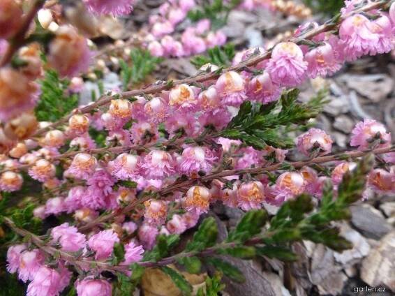 Calluna vulgaris J.H. Hamilton (vřes obecný)