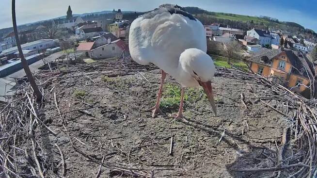 Dorazili poslové jara! Čápi se slétávají na Liberecko, zvelebují si hnízda