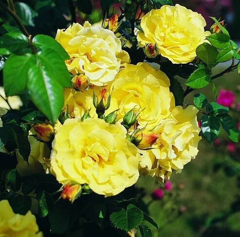 Licenční odrůdy Kordes Rosen | Růžová školka Fryčovice