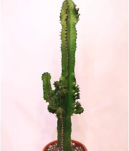 Euphorbia Abyssinica o Eritrea
