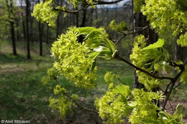Acer platanoides – javor mléč, mléč • Pladias: Databáze české flóry a vegetace