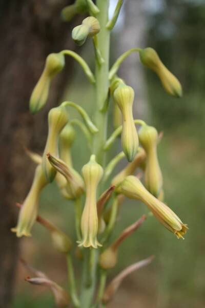 Aloe buettneri