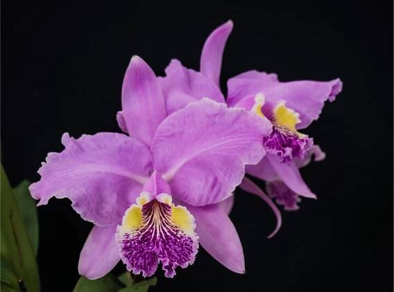 About Us — Cattleya Yoga