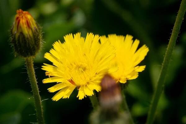 Jestřábník chlupáček, zední / Hieracium pilosella - Plantarius