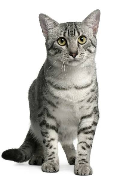 Egyptská mau 🐱