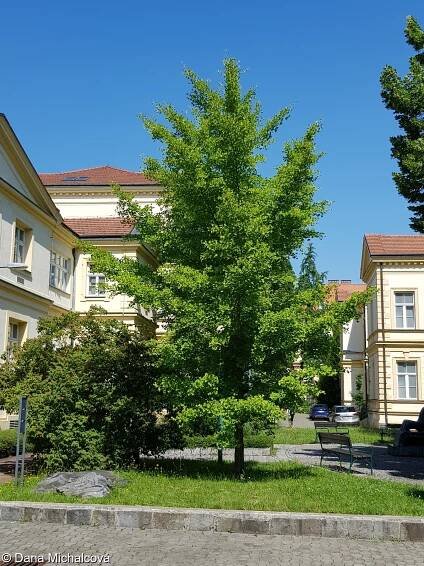 Ginkgo biloba – jinan dvoulaločný • Pladias: Databáze české flóry a vegetace