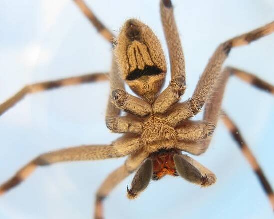 Soubor:Sparassidae Palystes superciliosus Male Ventral Aspect 0110s.jpg – Wikipedie