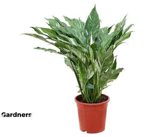 Spathiphyllum Diamond, průměr 17 cm Spatifylum, Lopatkovec, Toulcovka