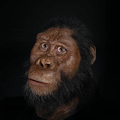 A reconstruction of the facial morphology of the 3.8 million-year-old 'MRD' specimen of Australopithecus anamensis.