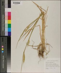 Triticum aestivum - Species Page - APA: Alabama Plant Atlas 