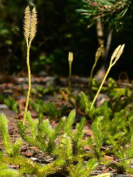 Herbář Wendys - Lycopodium clavatum - plavuň vidlačka