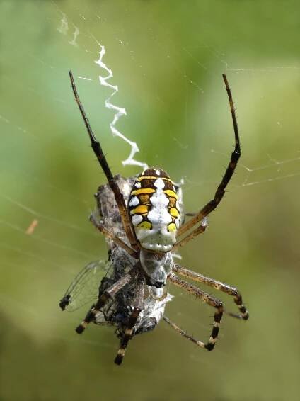 Orb-weaver spider - Wikipedia