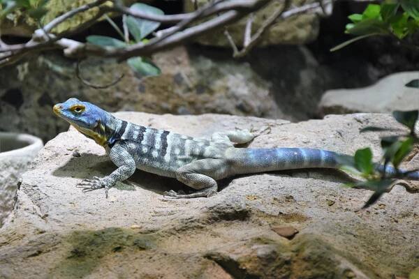 Zoo Zürich | zooschweiz / zoosuisse