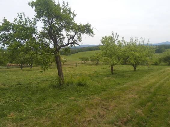 Údržba zeleně - sekání trávy, Brniště, Luhov, Kácení Musil
