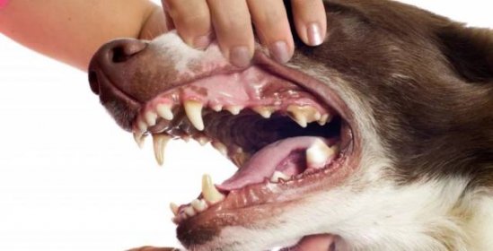 Má váš pes zkažené či vypadané zuby? Takto by měla vypadat jeho strava