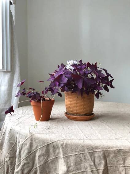 Hlízy: Šťavel trojhranný (oxalis triangularis) #slowplant