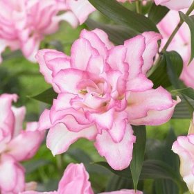 Lilie Roselily Anouska – Lilium – lilie – cibule – pěstování lilií
