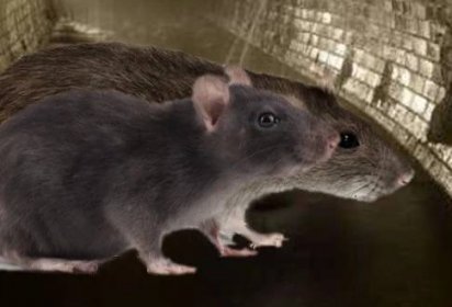 Jaký je rozdíl mezi potkanem a krysou?