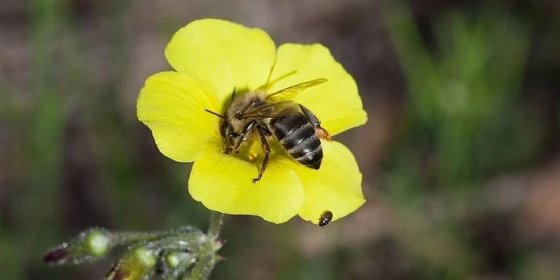 Poddruh včely medonosné dokáže vytvářet armády klonů a napadat s nimi jiné úly