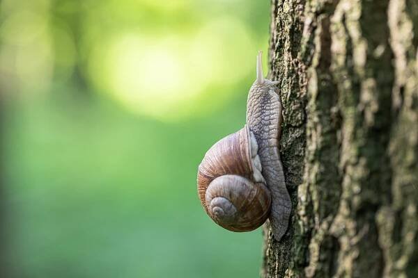 Hlemýžď zahradní - czechnature.cz