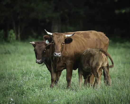 Dexter Cattle