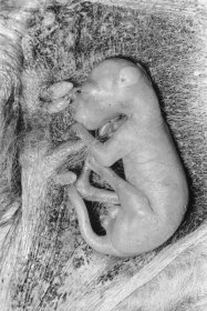 Histotrophic viviparity: kangaroo embryo at 50 days, feeding in the mother's marsupial pouch (outside the womb)