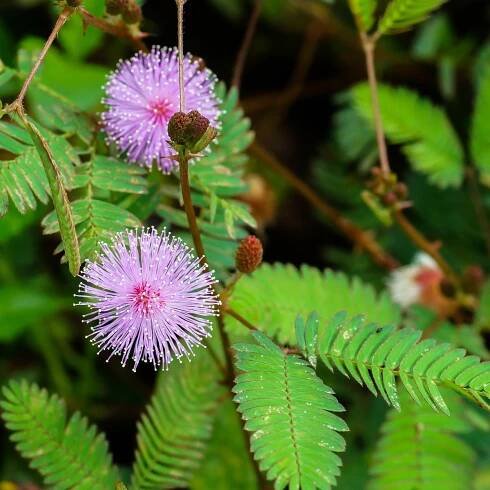 Citlivka stydlivá - Mimóza - Mimosa pudica - Netýkavka - semena - 5 ks