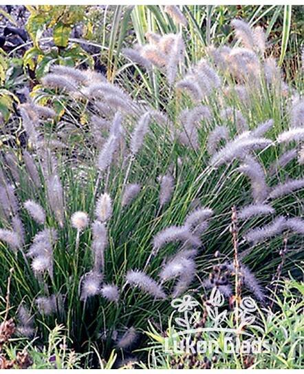 Pennisetum alopecuroides HAMELN - dochan, vousatec - Lukon Glads s.r.o.