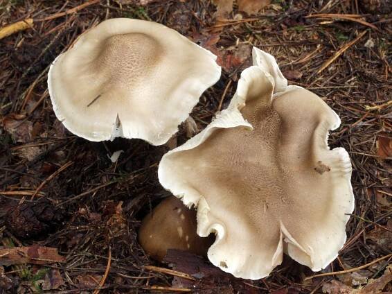 Tricholoma saponaceum - čirůvka mýdlová - myko.cz