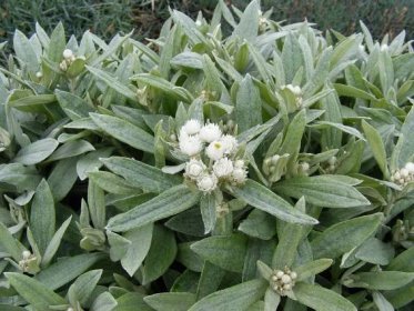 ISATIS montana - Flachballenpflanzen