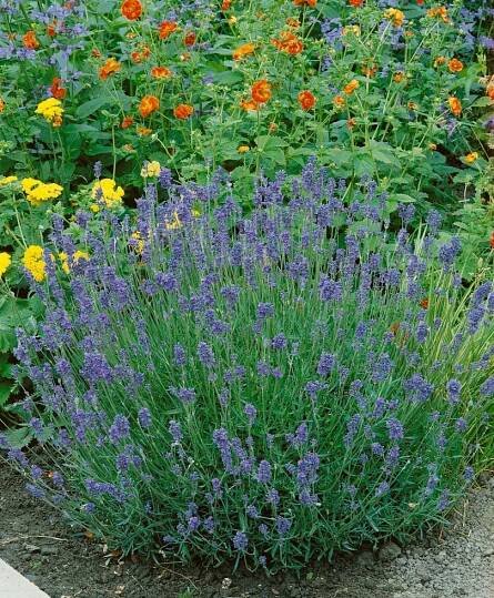 Lavandula angustifolia ´Munstead Strain´ , Levandule úzkolistá, K9