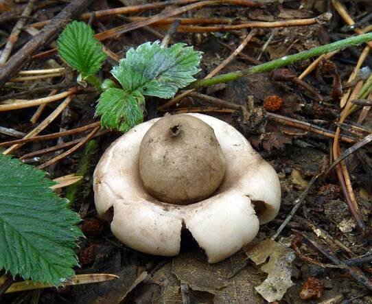 hvězdovka brvitá – Geastrum fimbriatum, Český kras - foto: Petr Mikuš