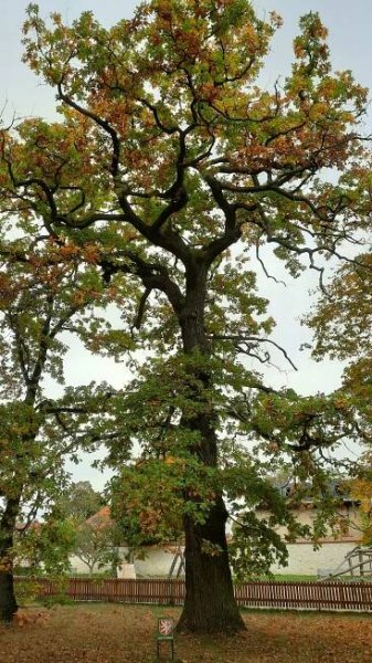 Fotografie - Jediný památný pražský dub zimní, stáří cca 230 r., obora Hvězda - 14.10.2022