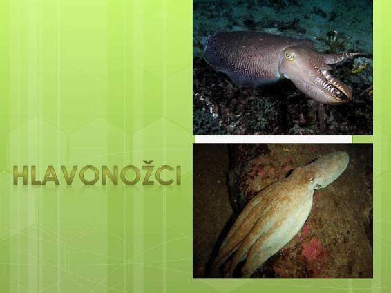 Měkkýši – Hlavonožci – Materiály pro žáky ZŠ