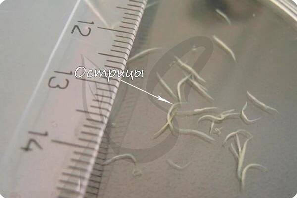 Pinworm