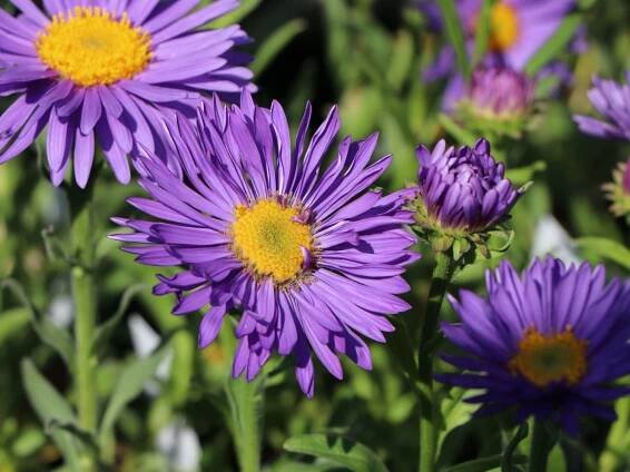 Aster alpinus