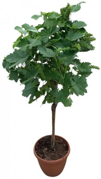 Landgard Réva vinná (Vitis vinifera) 60-80 cm, pr. 21 cm