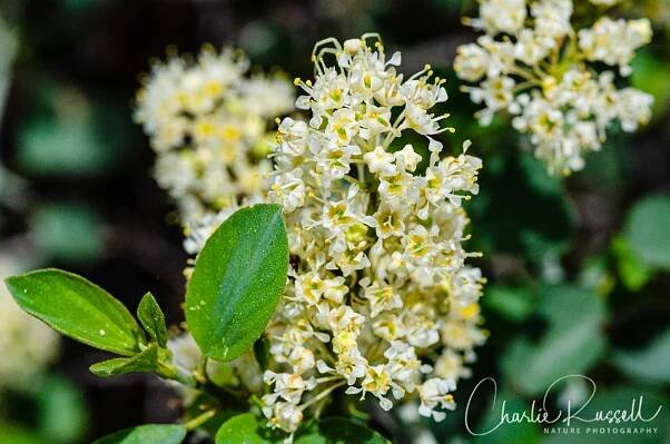 Onion Valley Wildflowers - Charlie Russell Nature Photography