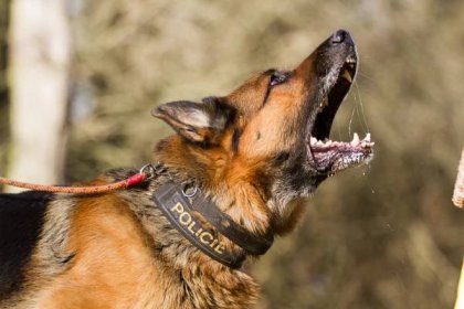 Policejní pes EROS vypátral celostátně hledanou osobu – Domácí noviny