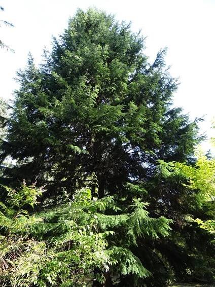 Tsuga heterophylla (Jedlovec západní) - eshop, prodej, semena, rostliny, pěstování, fotografie, množení, popis, atd
