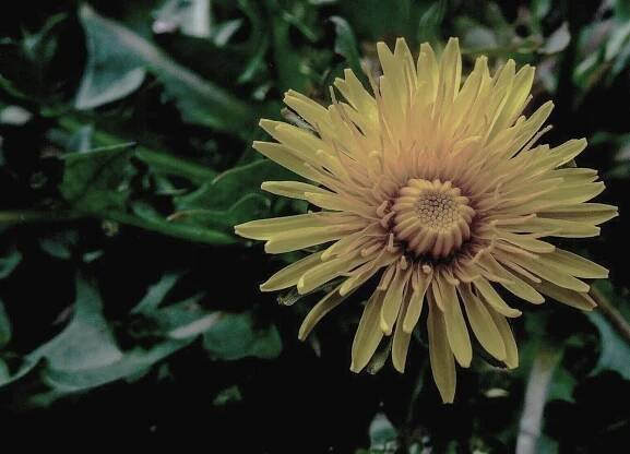 Dandelion Health - Direct Primary Care
