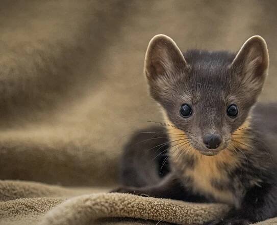 How to Support Us — Hope For Wildlife