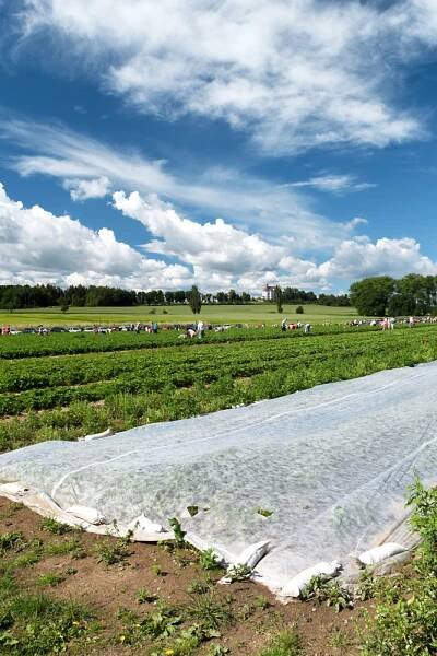 18. červen 2016 – samosběr jahod – Farma u Miklasů